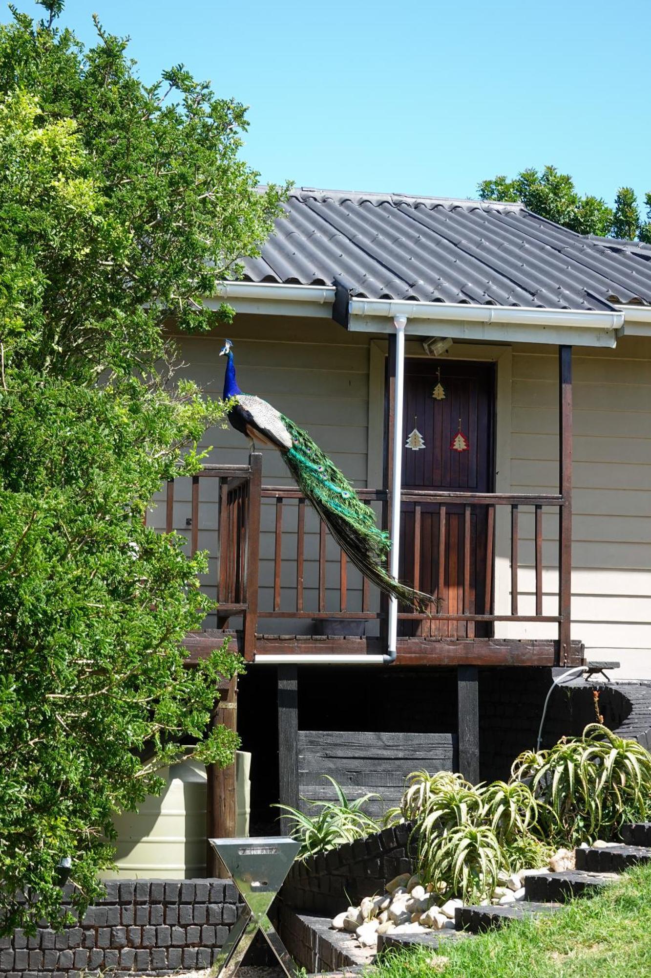 Soutelande Country Stay - Close To 1#Beach In Pe Порт Елизабет Екстериор снимка