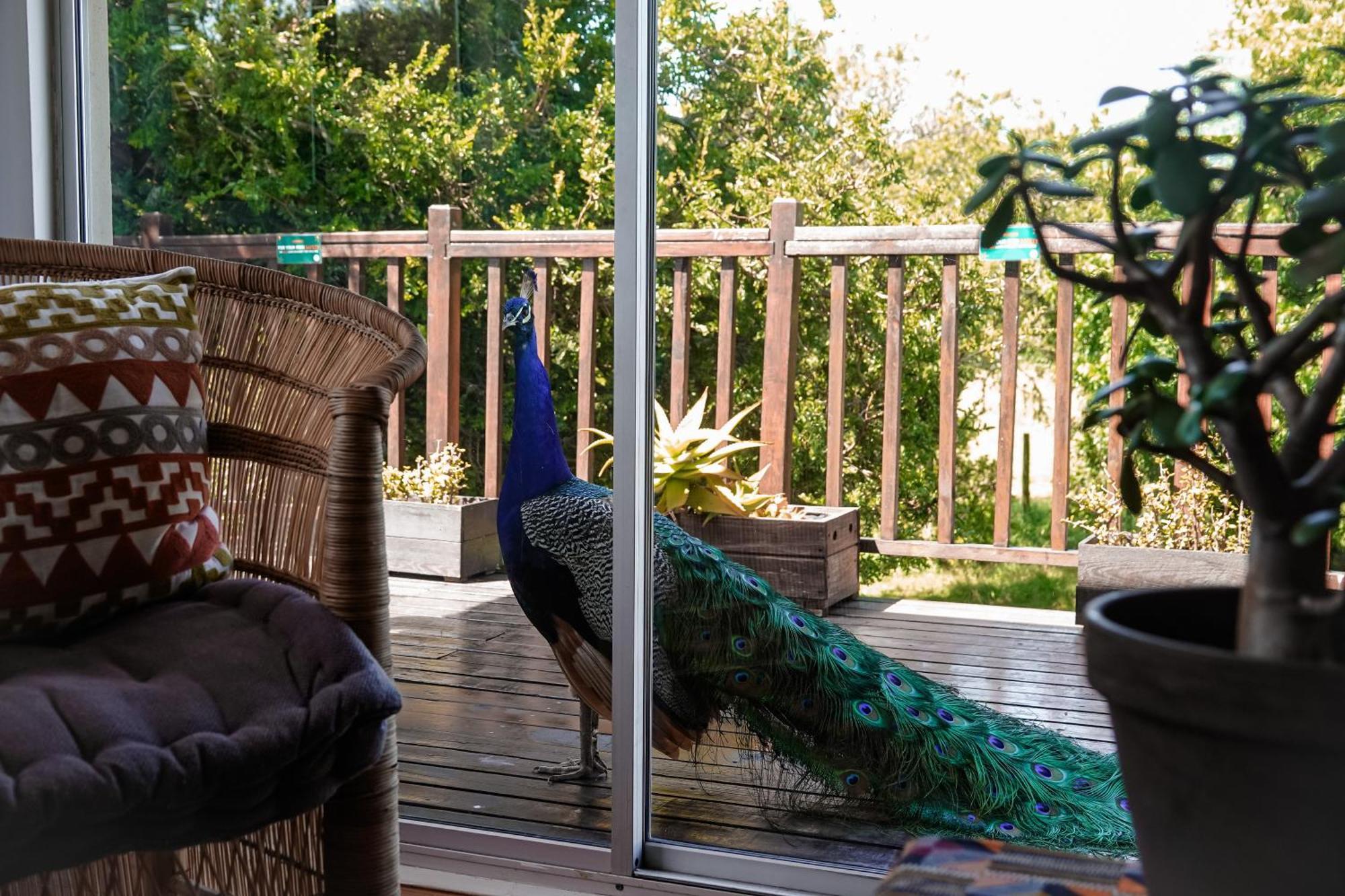 Soutelande Country Stay - Close To 1#Beach In Pe Порт Елизабет Екстериор снимка