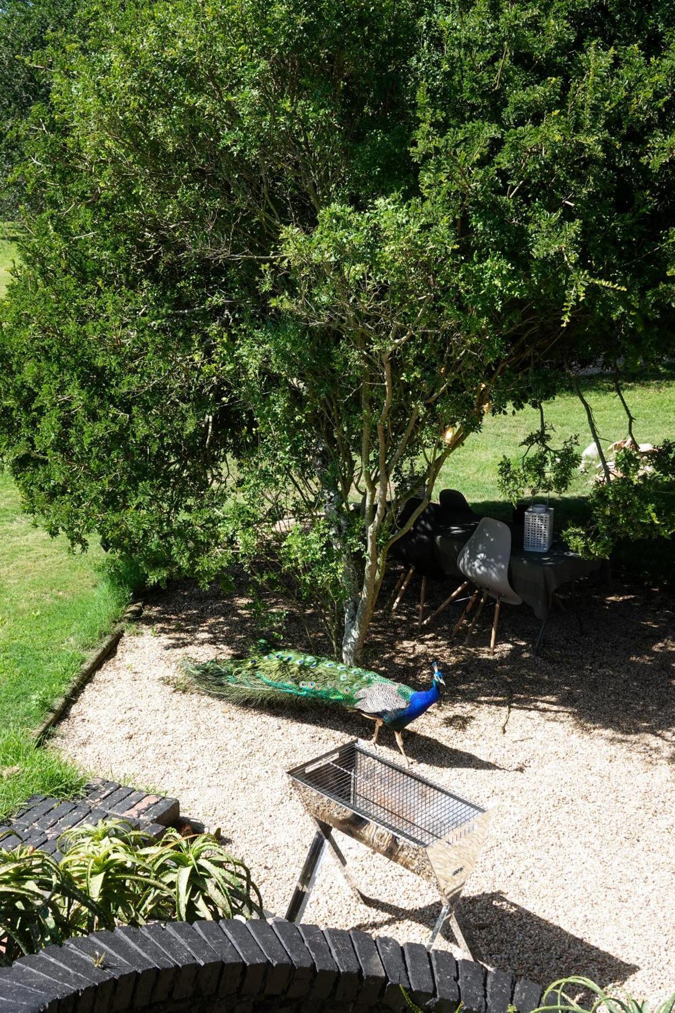 Soutelande Country Stay - Close To 1#Beach In Pe Порт Елизабет Екстериор снимка